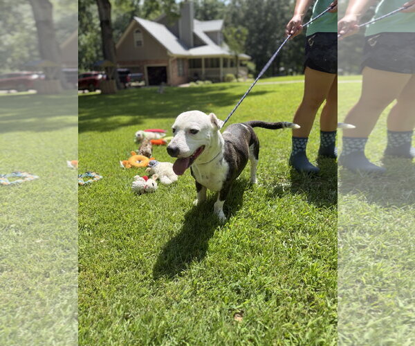 Medium Photo #5 Mutt Puppy For Sale in Yardley, PA, USA