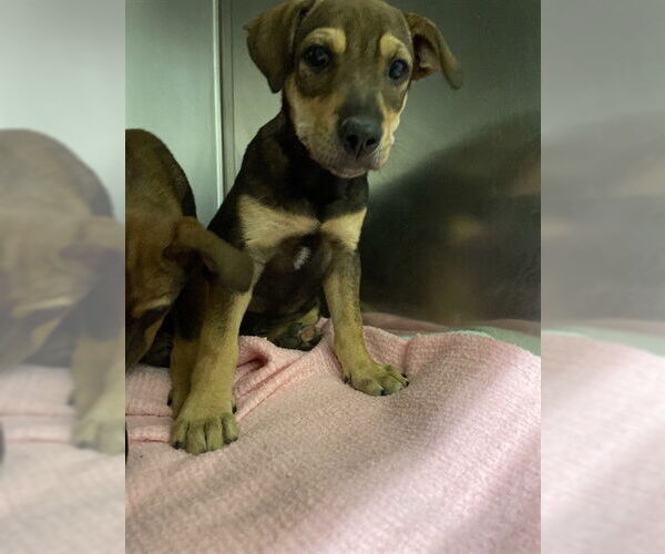Medium Photo #1 American Staffordshire Terrier-Unknown Mix Puppy For Sale in Waco, TX, USA