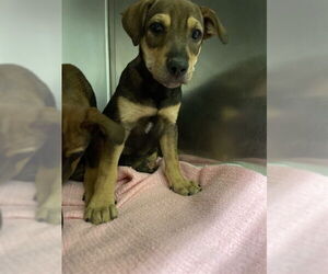 American Staffordshire Terrier-Unknown Mix Dogs for adoption in Waco, TX, USA