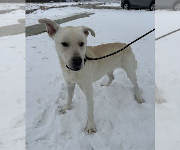 Medium Photo #2 Labrenees Puppy For Sale in Evansville, IN, USA