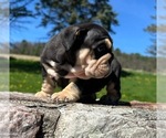 Small #5 English Bulldog