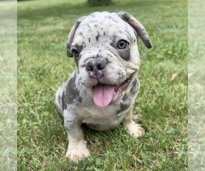 French Bulldog Puppy for sale in DURHAM, CT, USA