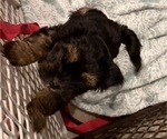 Puppy Puppy 3 Shorkie Tzu