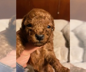 Poodle (Toy) Puppy for Sale in JERICHO, New York USA