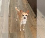 Small #1 Chihuahua Mix