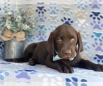 Small Labrador Retriever