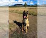 Pedro - Male Mutt Dog for Adoption - Small photo