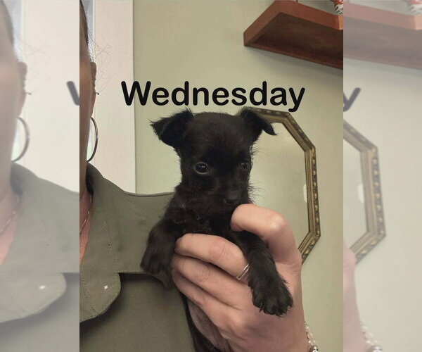Medium Photo #1 Mutt Puppy For Sale in Aurora, IN, USA