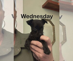 Mutt Dogs for adoption in Aurora, IN, USA