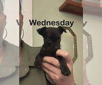Small Mutt