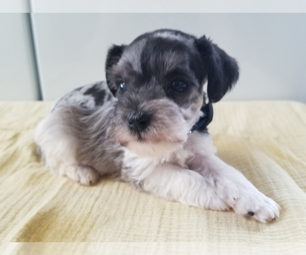 Medium Photo #4 Schnauzer (Miniature) Puppy For Sale in CANBY, OR, USA