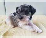 Small Photo #4 Schnauzer (Miniature) Puppy For Sale in CANBY, OR, USA