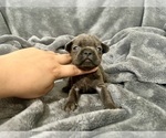 Small #10 French Bulldog
