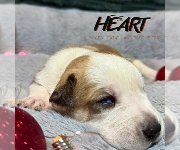 Medium Photo #1 Siberian Husky-Unknown Mix Puppy For Sale in Severn, MD, USA