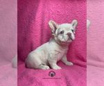 Ocean - Male French Bulldog Puppy for Sale - Photo #5
