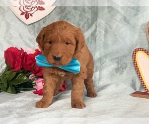 Goldendoodle Puppy for sale in LANCASTER, PA, USA