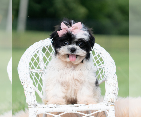 Medium Photo #2 Shih Tzu Puppy For Sale in WARSAW, IN, USA