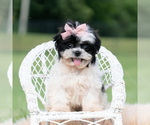 Puppy Lovey Shih Tzu