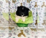 Small #6 Pomeranian