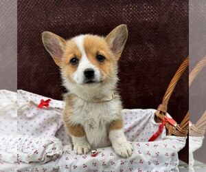 Pembroke Welsh Corgi Puppy for sale in ROCKVILLE, IN, USA