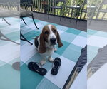 Small #1 Basset Hound