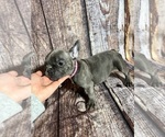 Small #1 French Bulldog