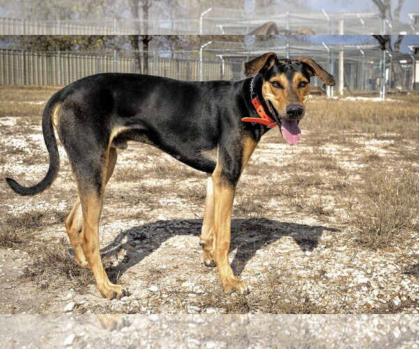 Medium Photo #4 Doberman Pinscher Puppy For Sale in Devine, TX, USA