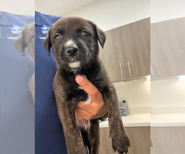 Medium Photo #1 German Shepherd Dog-Plott Hound Mix Puppy For Sale in Baytown, TX, USA