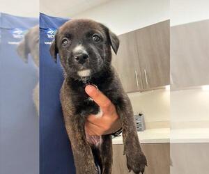 German Shepherd Dog-Plott Hound Mix Dogs for adoption in Baytown, TX, USA
