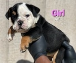 Small Photo #4 English Bulldog Puppy For Sale in MINNEAPOLIS, MN, USA