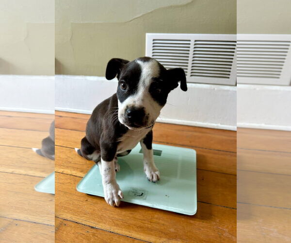 Medium Photo #4 Mutt Puppy For Sale in New London, WI, USA