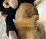 Small #1 Goldendoodle