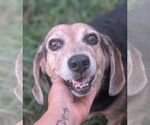 Small #3 Beagle