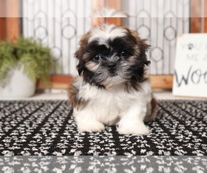 Shih Tzu Puppy for sale in NAPLES, FL, USA