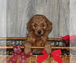 Small Photo #2 Goldendoodle-Poodle (Miniature) Mix Puppy For Sale in HONEY BROOK, PA, USA