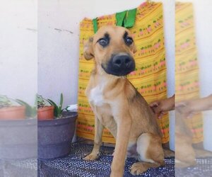 Bianca - Female Black Mouth Cur-Boxer Mix Dog for Adoption - Photo #7