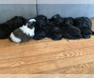 Shih Tzu Puppy for sale in WEARE, NH, USA