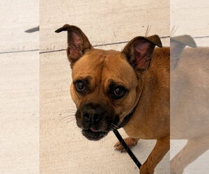 26-308 Kylo - Male Boxer Dog for Adoption - Photo #4