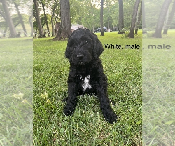 Medium Photo #2 Goldendoodle Puppy For Sale in SPRINGFIELD, OH, USA