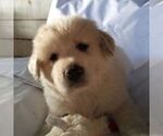 Small Photo #4 Great Pyrenees Puppy For Sale in BRIGHTON, IA, USA
