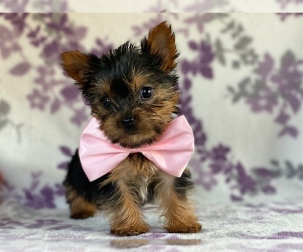 Medium Photo #5 Australian Yorkshire Terrier Puppy For Sale in LANCASTER, PA, USA