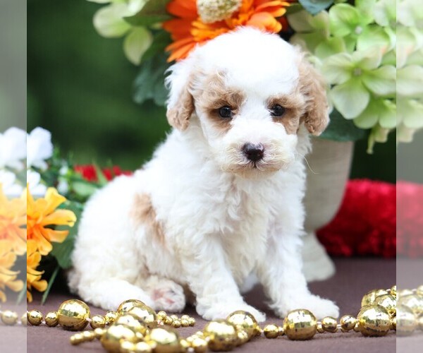 Medium Photo #5 Cavapoo Puppy For Sale in JONES, MI, USA