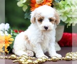 Small #4 Cavapoo