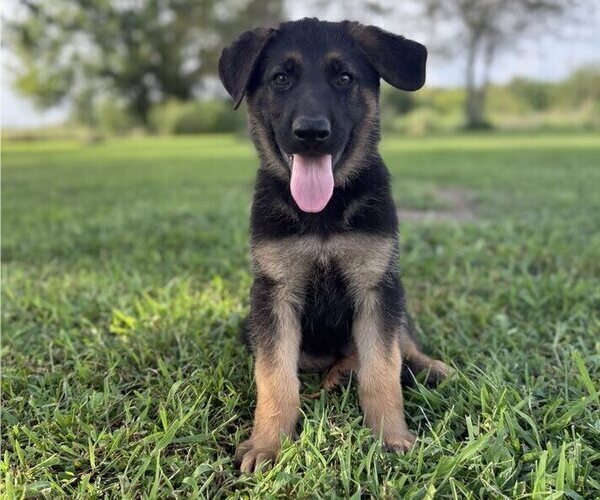 Medium Photo #1 German Shepherd Dog Puppy For Sale in HOLDEN, MO, USA