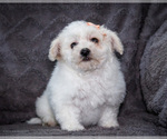 Small #2 Bichon Frise
