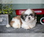 Small Photo #9 Shih Tzu Puppy For Sale in CLARE, MI, USA