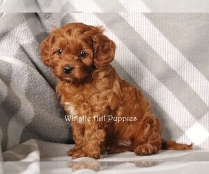 Cavapoo Puppy for sale in DENVER, PA, USA
