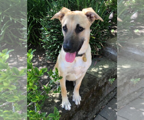 Medium Photo #3 German Shepherd Dog Puppy For Sale in Cupertino, CA, USA