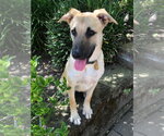 Small #2 German Shepherd Dog