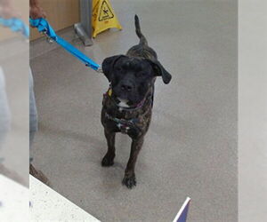 Mastiff-Unknown Mix Dogs for adoption in Louisville, KY, USA